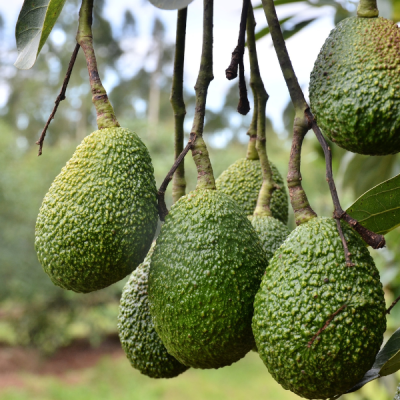 Organic Avocado