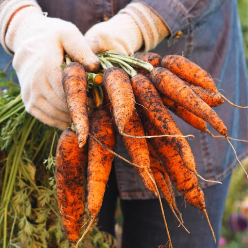 Organic Carrots