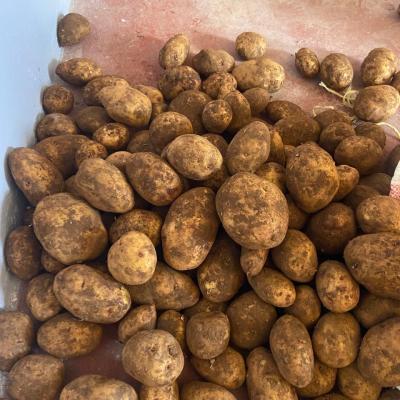 Organic Irish Potatoes