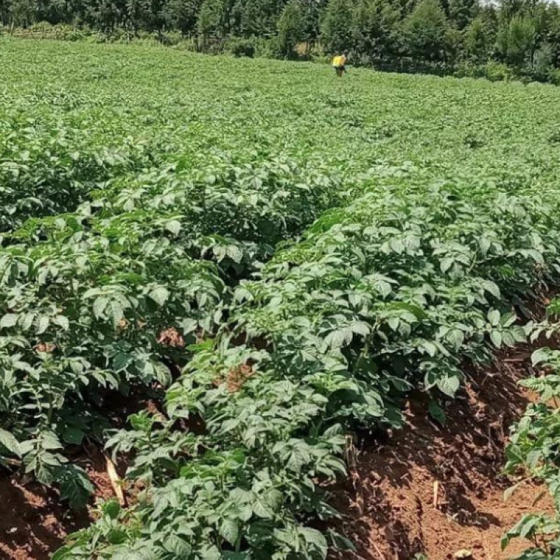 Organic Irish Potatoes