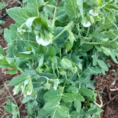 Organic  Snow Peas