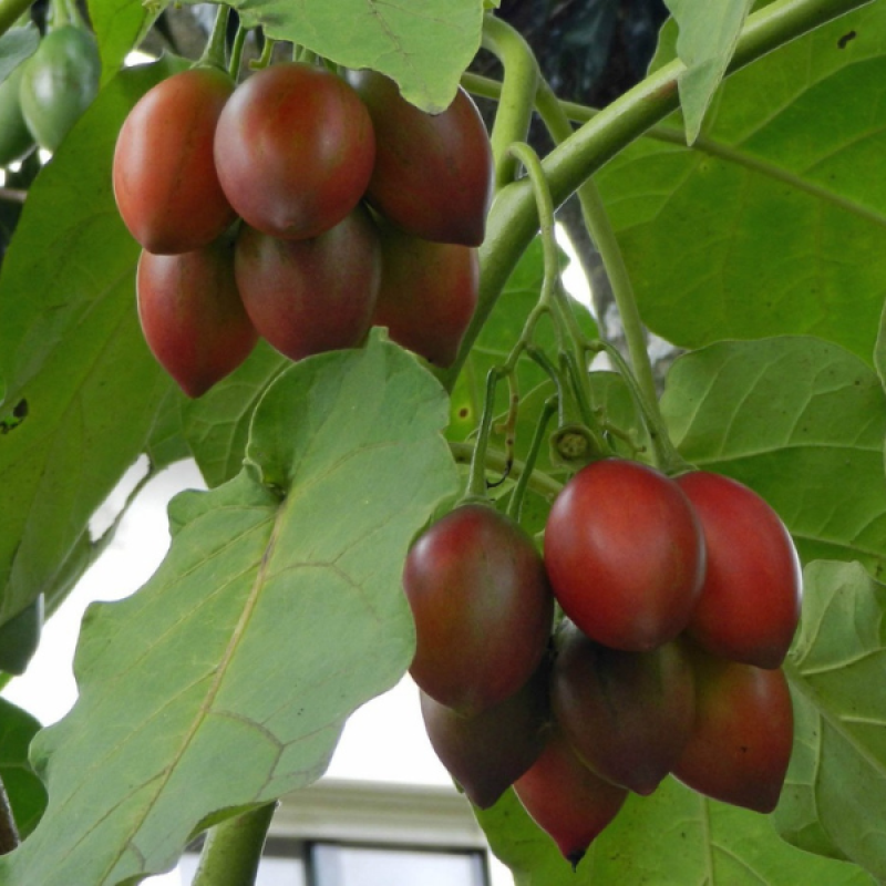 Organic Tree tomatoes