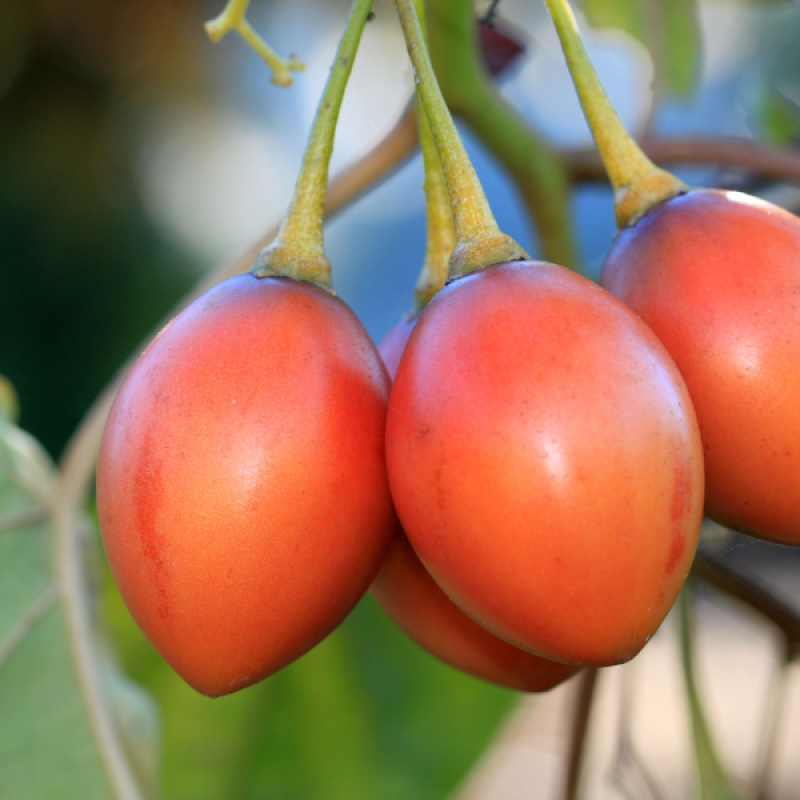 Organic Tree tomatoes