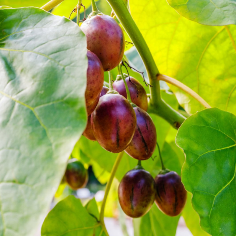 Organic Tree tomatoes